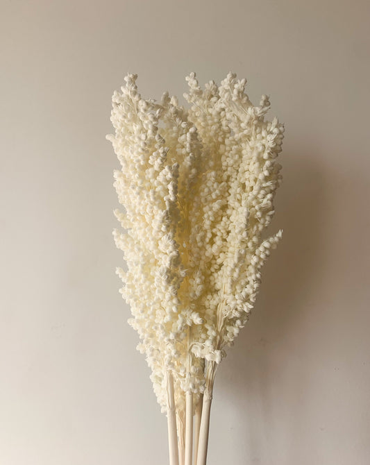 Sorgo