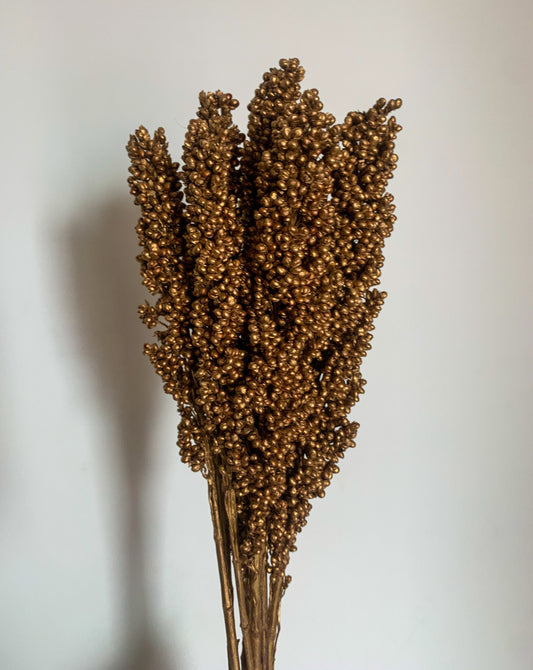Sorgo